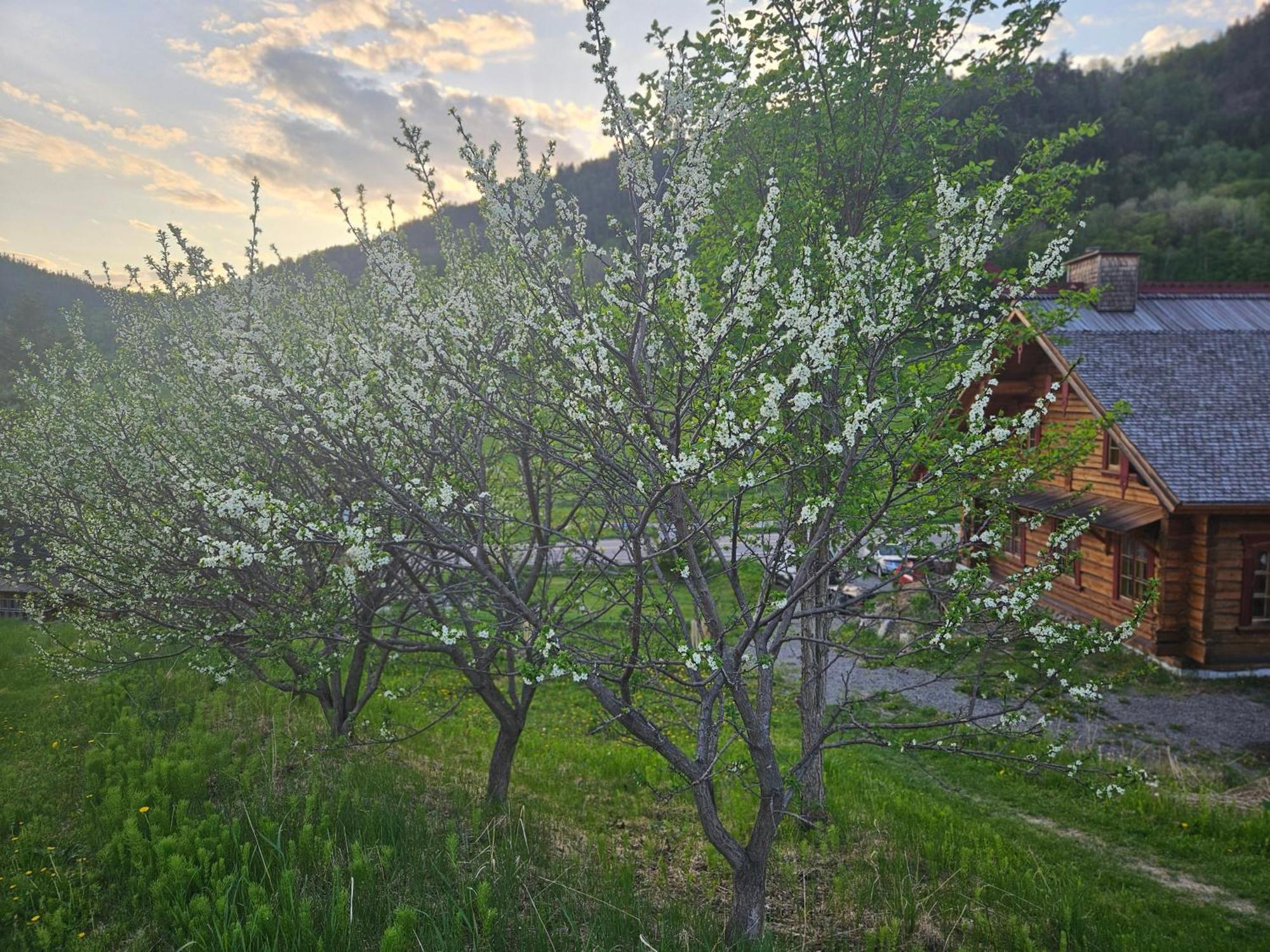 Bed and Breakfast Le Repaire Viking à Sainte-Rose-du-Nord Extérieur photo